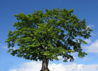 Mountain maple tree and blue sky clipart