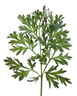 Common Wormwood (Artemisia absinthium) clipart
