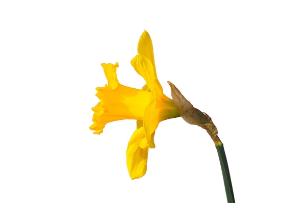 Daffodill — Stockfoto