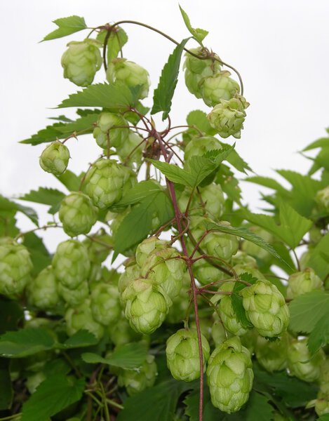 Flowers and leaves of wild hop (Humulus