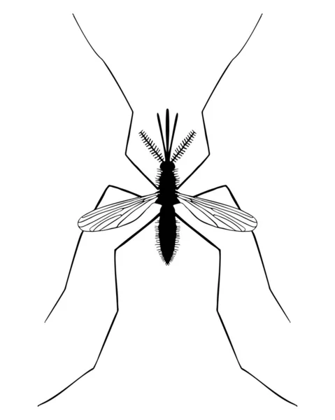 Κουνούπι — Φωτογραφία Αρχείου