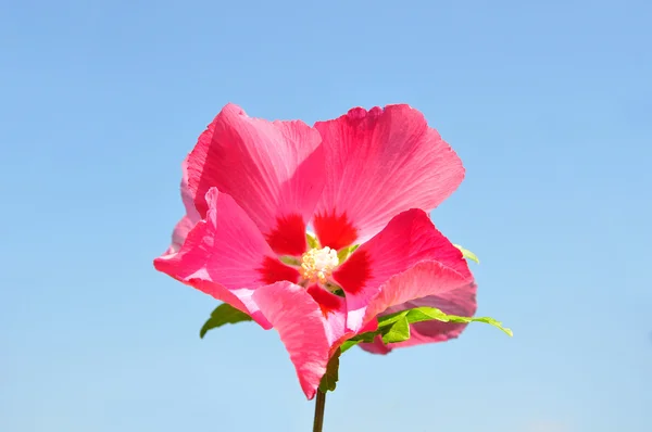 Квітка гибискуса — стокове фото