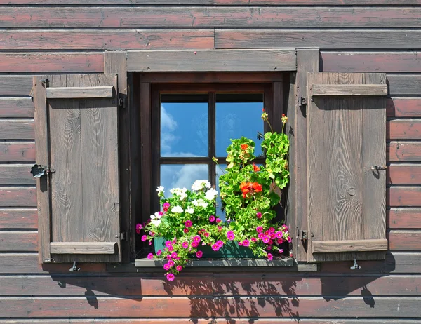 stock image Flowers at window