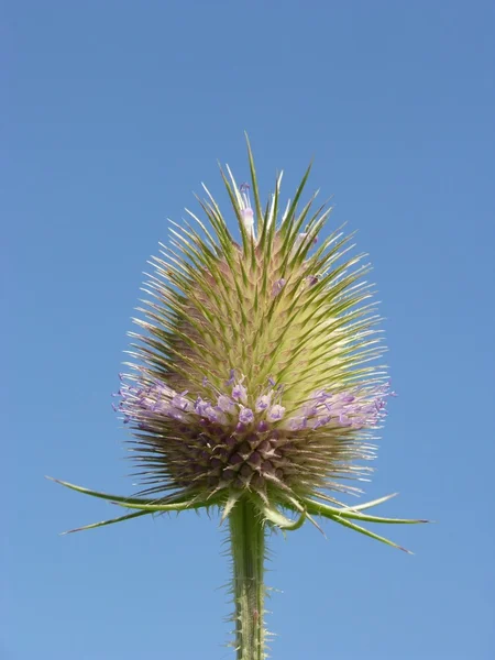 Thistle bloem voordat blauwe hemel — Stockfoto