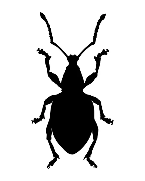 Wołek (Curculionidae) — Zdjęcie stockowe