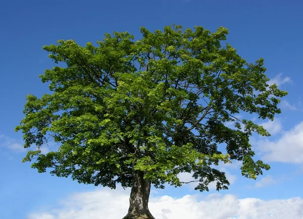 Hora javorový strom a modrá obloha — Stock fotografie
