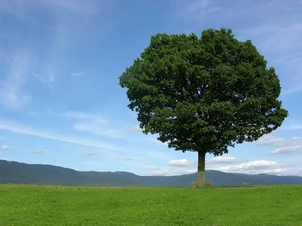 Пейзаж пейзаж с одиноким деревом — стоковое фото