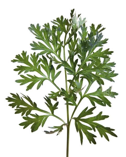 Полынь обыкновенная (Artemisia absinthium ) — стоковое фото