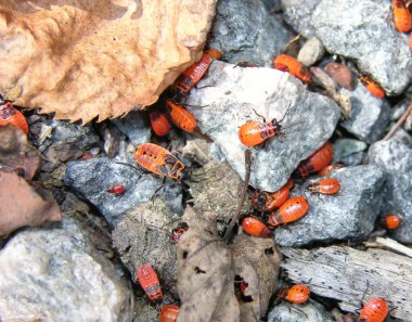 Many nymph of the red fire bug clipart