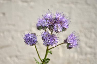 Phacelia, Scorpionweed (Phacelia tanacet clipart