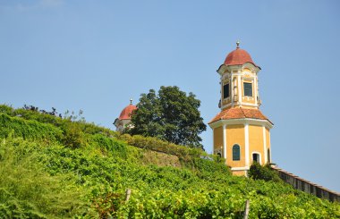 Vineyard at Castle Stainz, Styria, Austr clipart