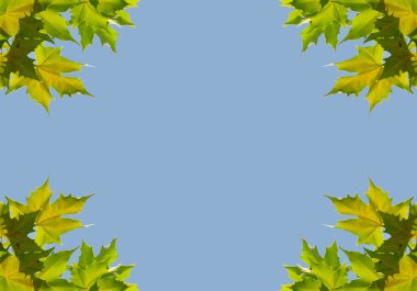 Background with sycamore leaves clipart