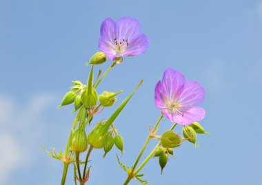 Cranesbill (Sardunya)