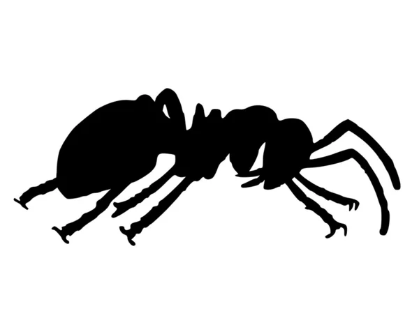 Ant — стокове фото