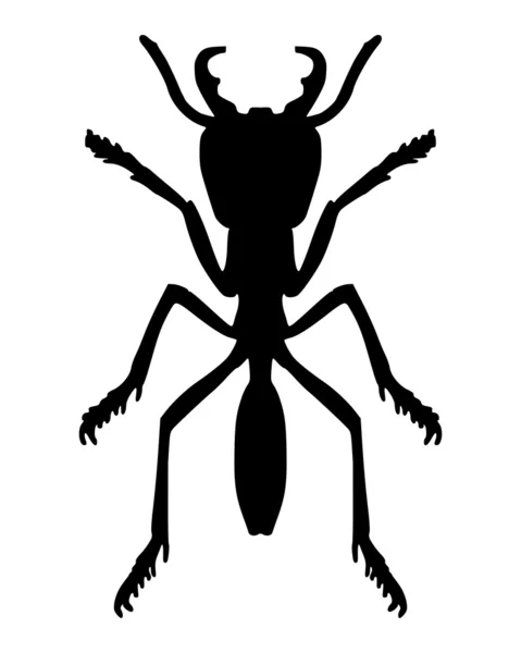 Μυρμήγκι — Φωτογραφία Αρχείου