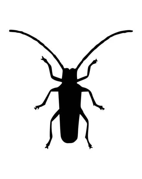 Long horn beetle — Stock Photo, Image