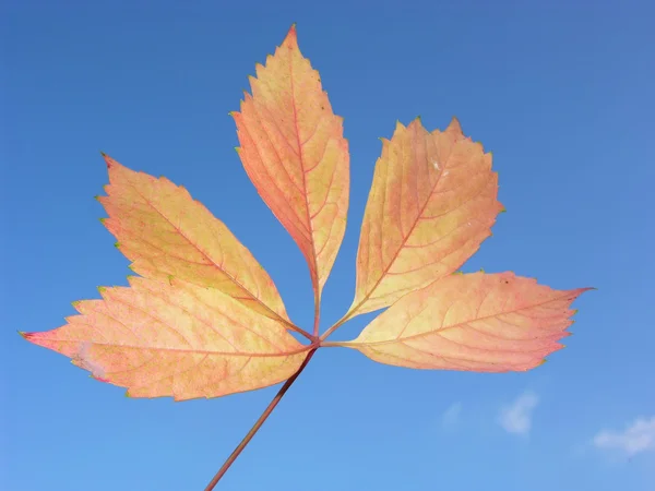 Blue sky and fall leaf — Stock Photo, Image