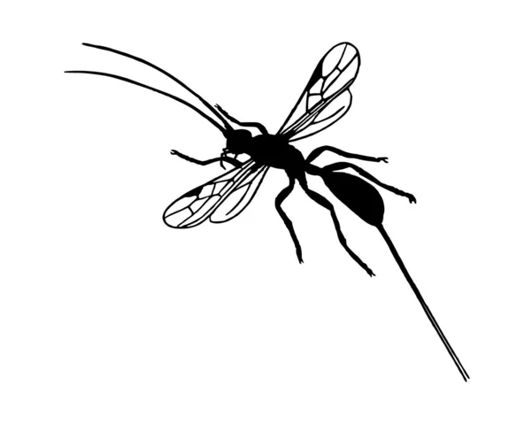 Braconid wasp — Stock Photo, Image