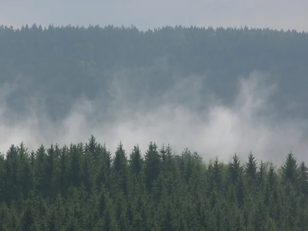 stock image Fog and forest