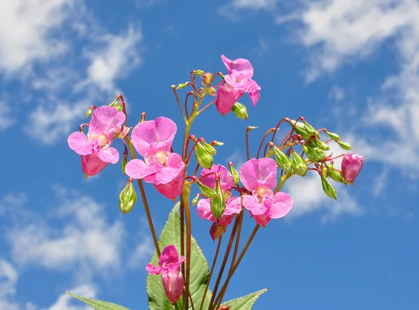 Himalayan balsam (Impatiens glandulifera — Stock Photo, Image