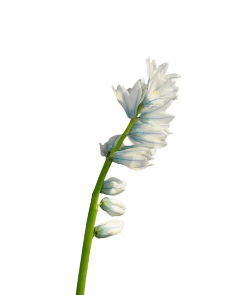 Flower of the garden plant Puschkinia — Stock Photo, Image