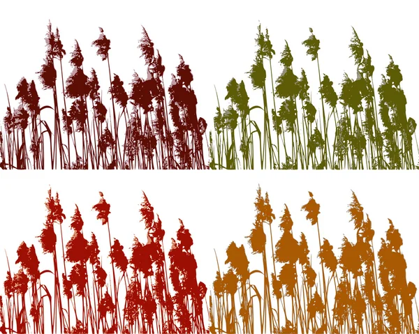 Reed in vier kleuren — Stockfoto