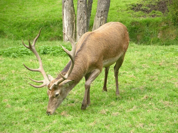 stock image Red deer