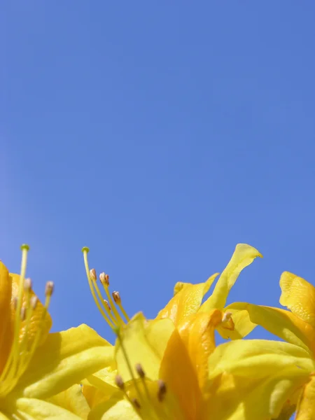Fiori di rododendro e cielo blu — Foto Stock