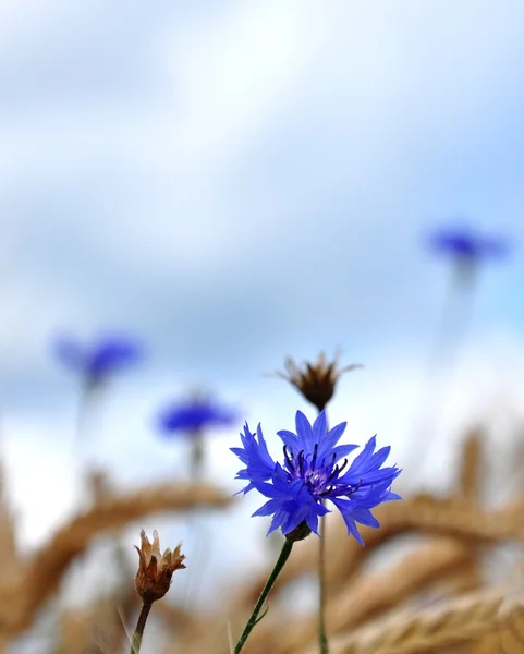 Bleuets (Centaurea cyanus ) — Photo