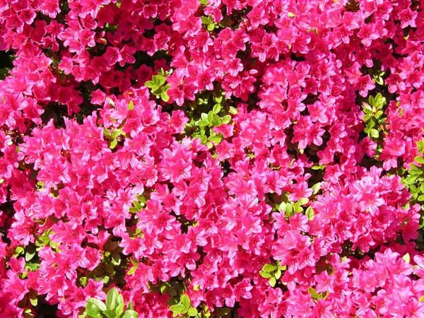 stock image Rhododendron flowers