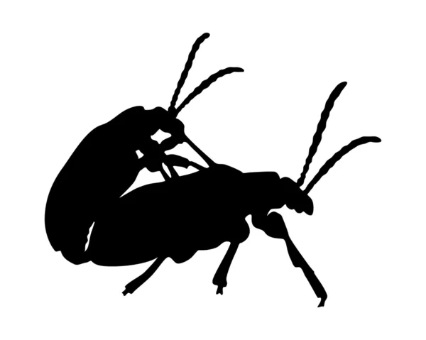Käfer bei der Paarung — Stockfoto
