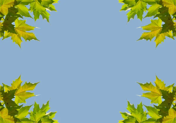 Tło z liśćmi sykamora — Zdjęcie stockowe