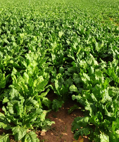 Field with sugar beet — Stock Photo, Image