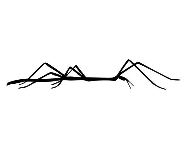 Stick комах — стокове фото