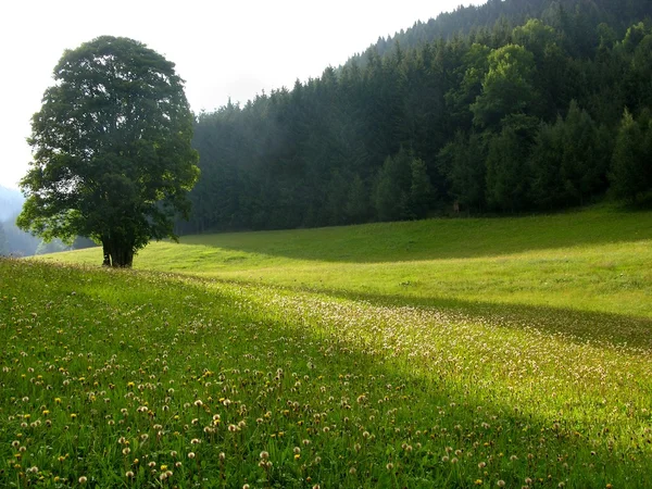高山草原の孤独なツリー — ストック写真