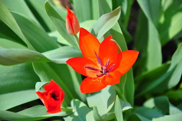 stock image Tulip