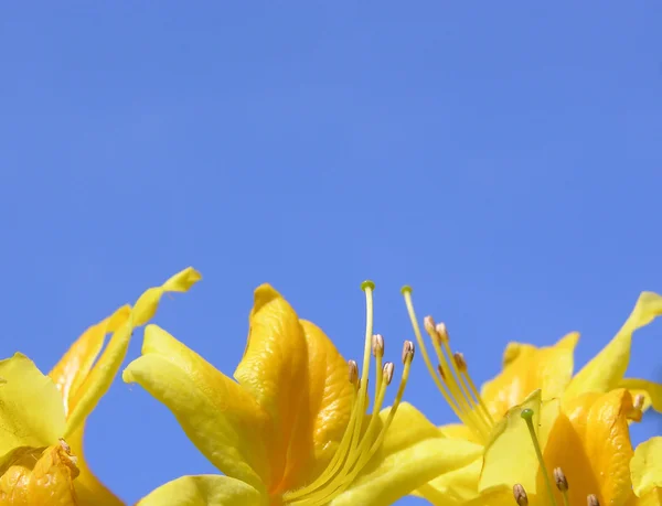 Rododendron bloemen en blauwe hemel — Stockfoto