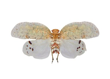 Tropikal planthopper