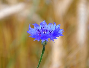 Peygamber (Centaurea cyanus)