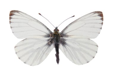 Beyaz (pieris napi yeşil damarlı)