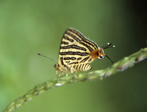 偽の頭を持つ熱帯の蝶 — ストック写真