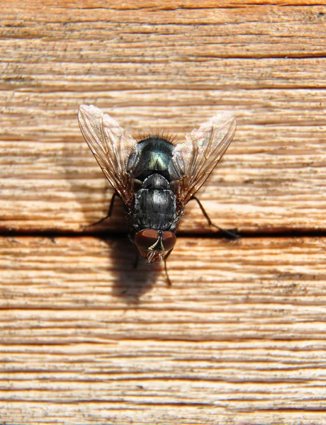Fly on wood — Stock Photo, Image
