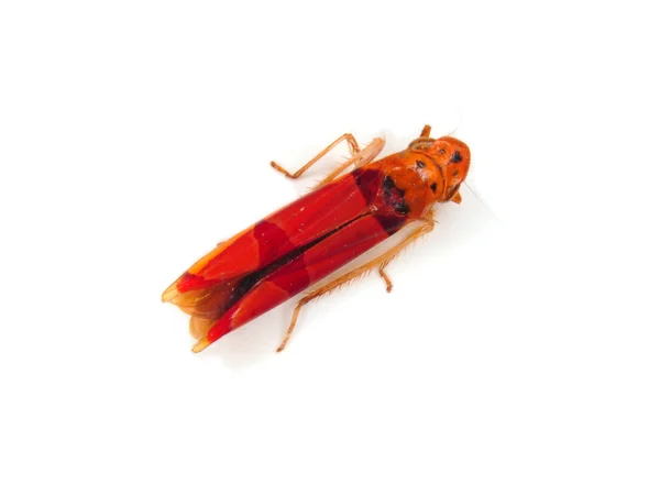 Tropikalny leafhopper — Zdjęcie stockowe