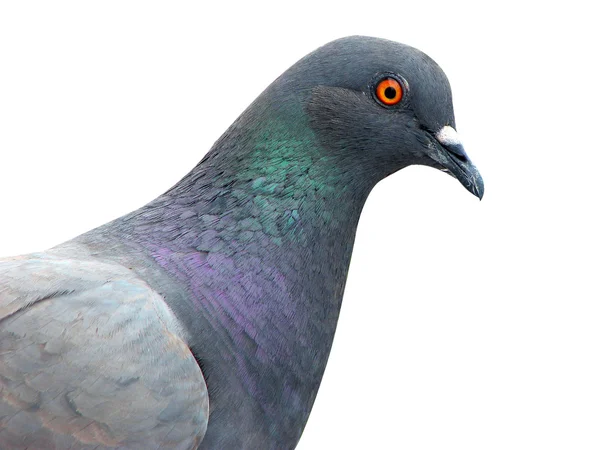 Isolated pigeon — Stock Photo, Image