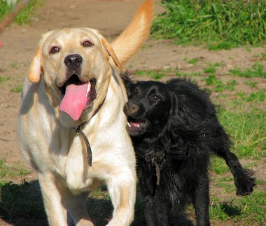 İki köpek.