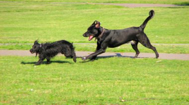 Çalışan Köpekler