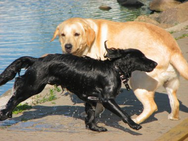 ıslak köpek oynama