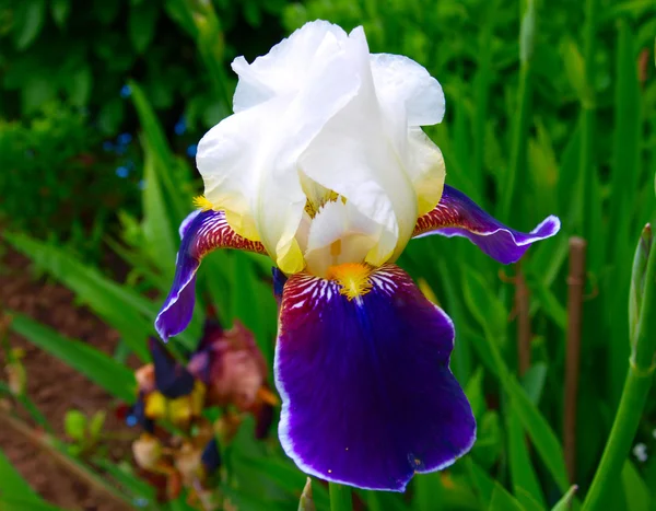 stock image Blue iris