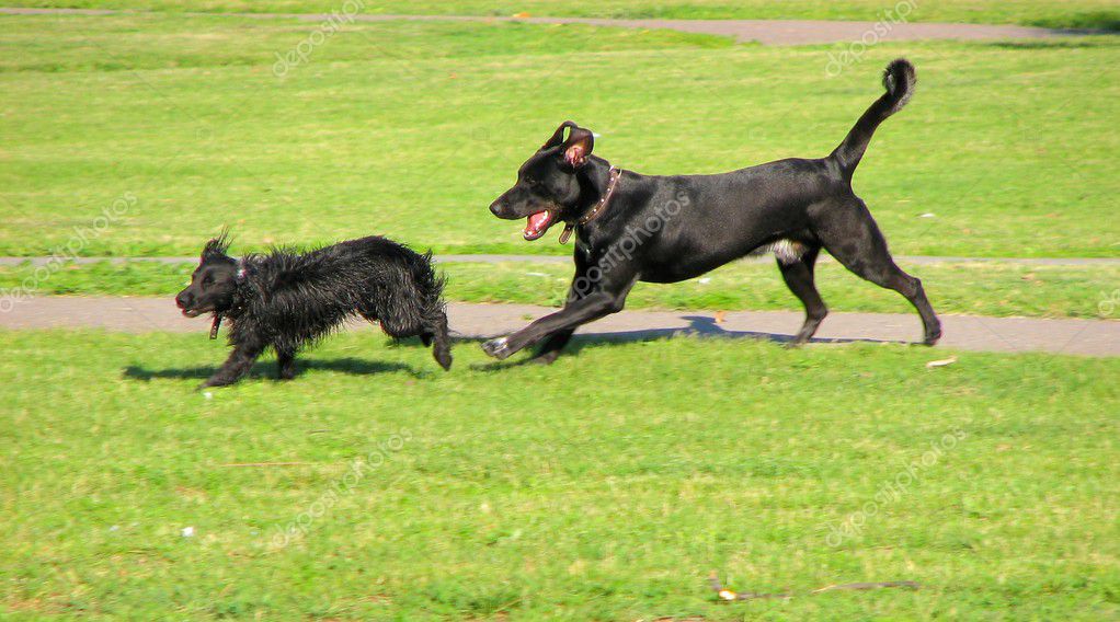 Dogs running — Stock Photo © vadimone #1168312