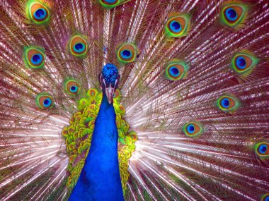 Peacock in Full Display clipart